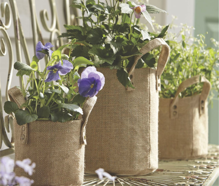Plants Indoors
