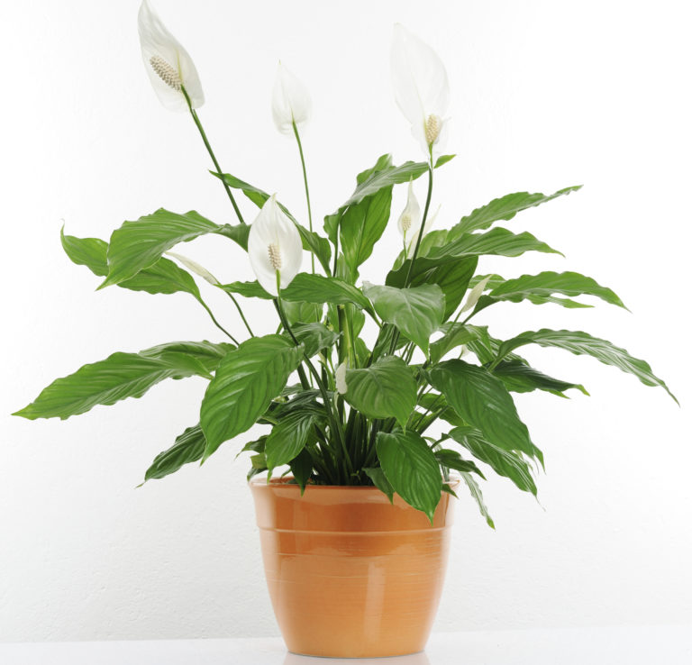 Keep Your Indoor Plants Happy and Healthy