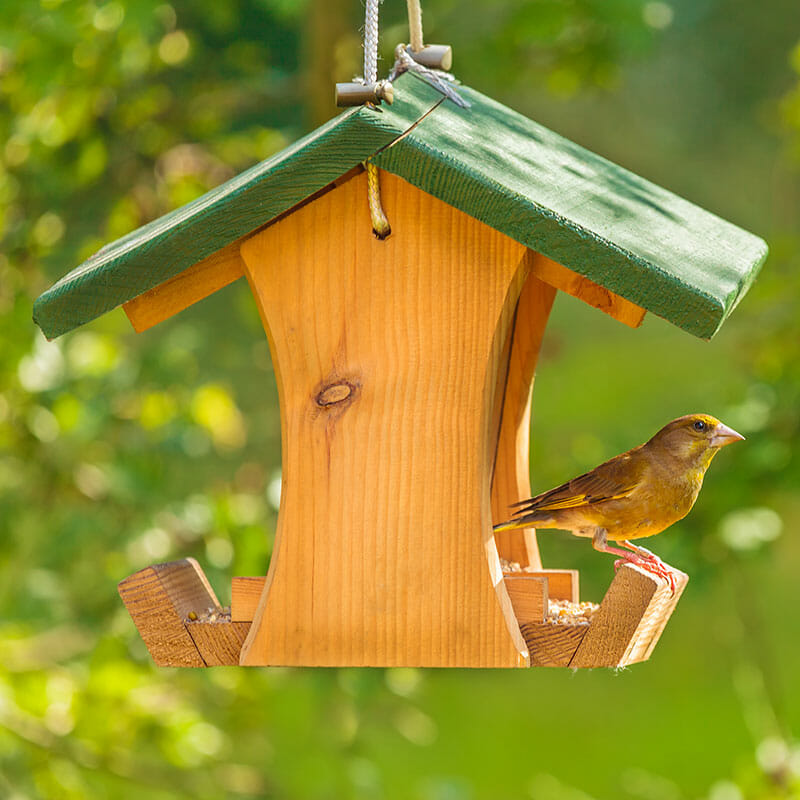 Bird-House