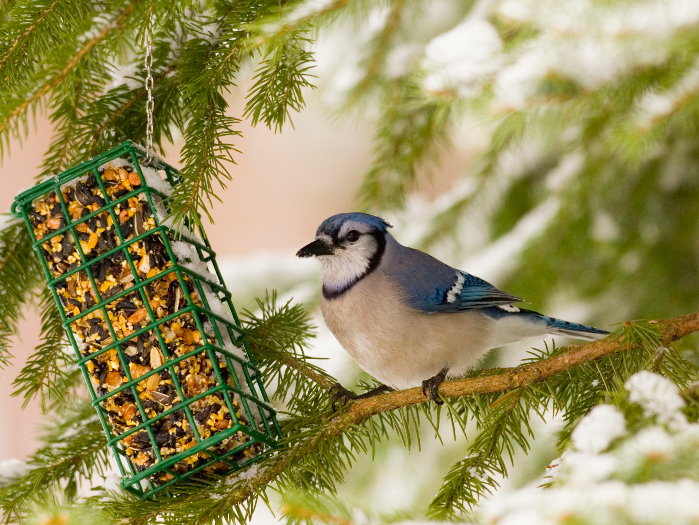 Suet Bird Feeder