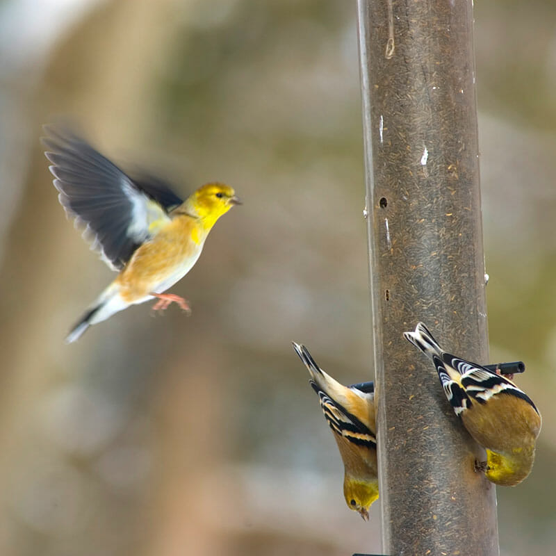 Tube-Bird-Feeder