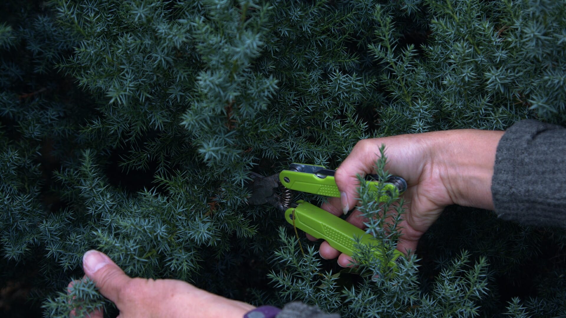 woman using cutting shears to cut evergreens