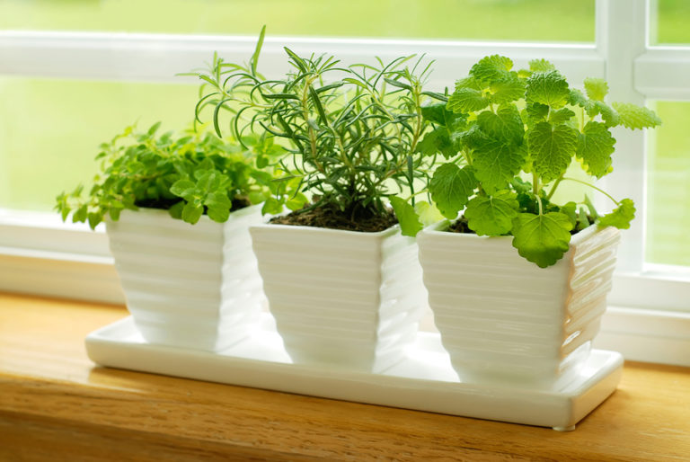 Three small white glazed planters and tray sitting on a window sill, filled with herbs.