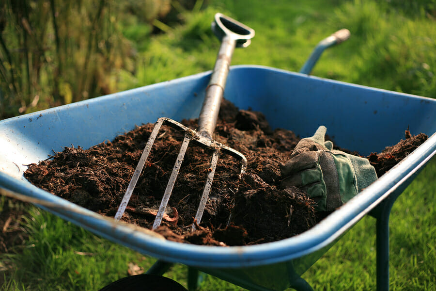 A blue wheelbarrow filled with organic mulch, a pitchfork, and soiled garden gloves.