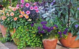 How To Container Gardening