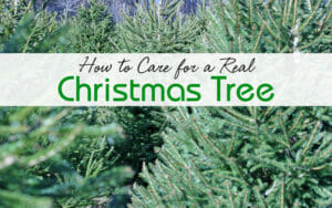 how-to-care-for-a-real-christmas-tree