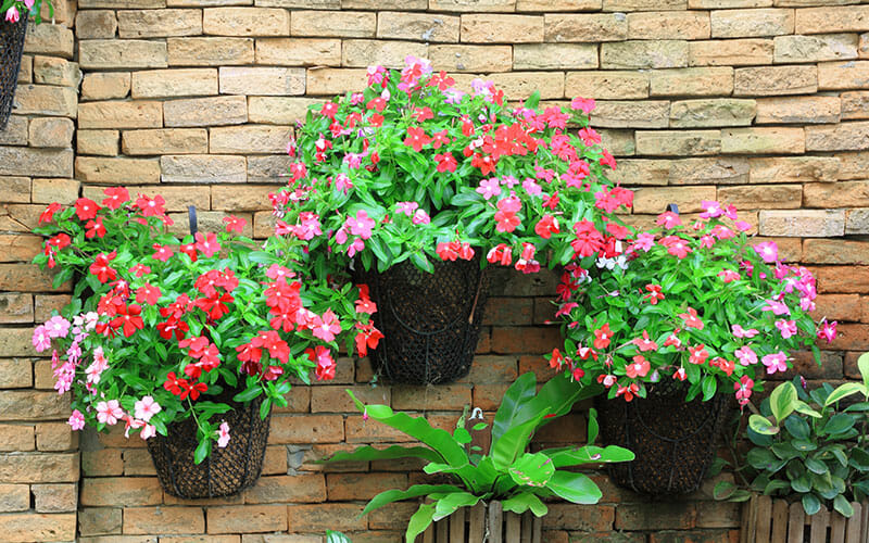 Four black mesh baskets filled with pink impatiens and hung on a brick wall, and green plants in two wood planters.