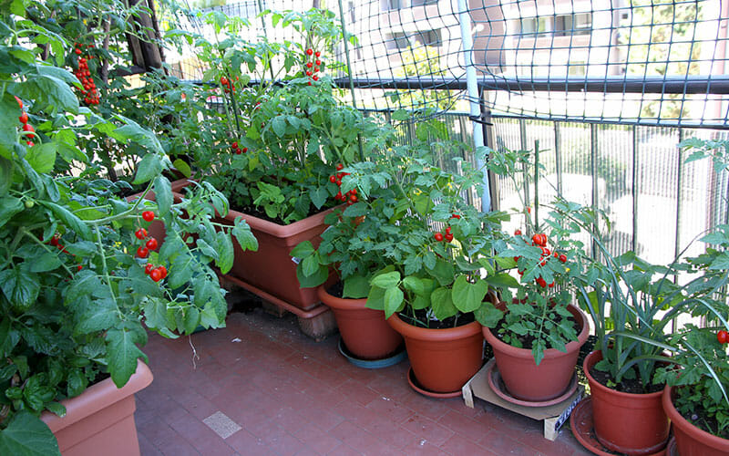 A rooftop garden with planters filled with cherry tomatoes, basil, and onions.