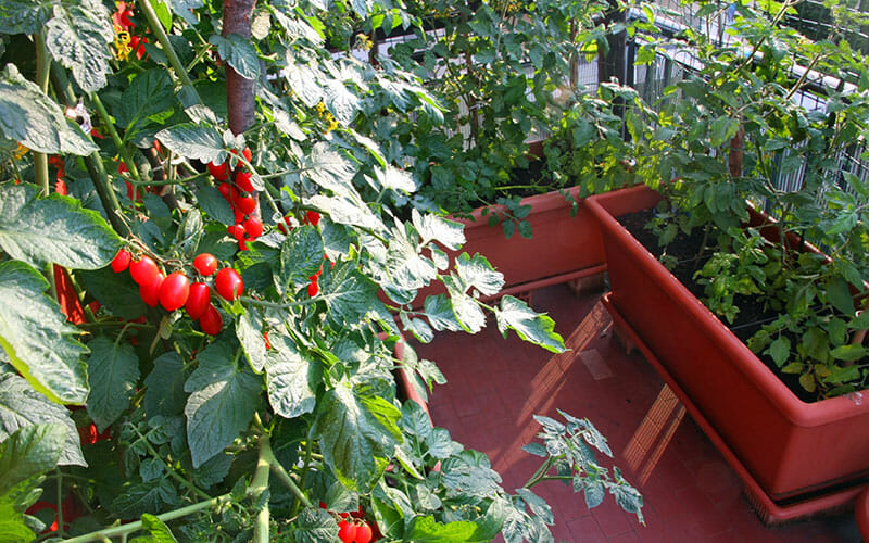 A rooftop garden with planters filled with cherry tomatoes.