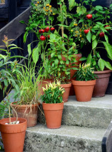 Cement steps lined with clay pots filled with cherry tomatoes and other plants.