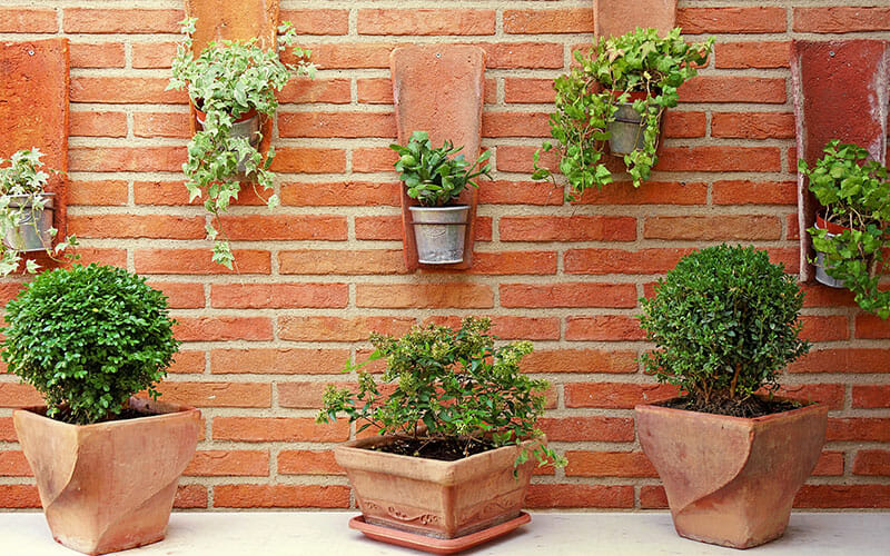 A red brick wall with clay pot holders, holding ivy and succulents, and three clay planters on a counter with green plants.