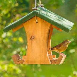 How to Choose the Best Bird Feeder