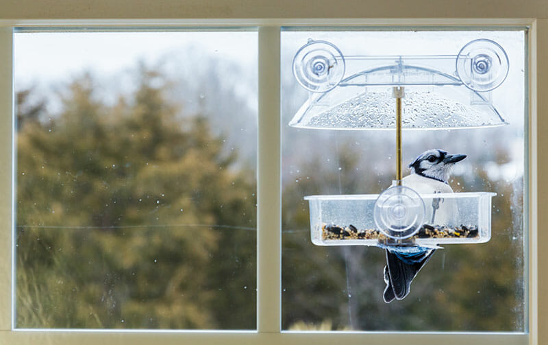 Window Bird Feeders